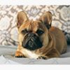 flat750x075f pad750x1000f8f8f8.u2 18 - French Bulldog Merch