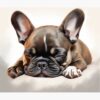 flat750x075f pad750x1000f8f8f8.u2 20 - French Bulldog Merch