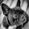 flat750x075f pad750x750f8f8f8 4 - French Bulldog Merch